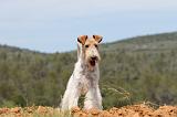 FOX TERRIER 275